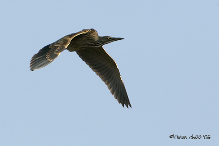 American Bittern