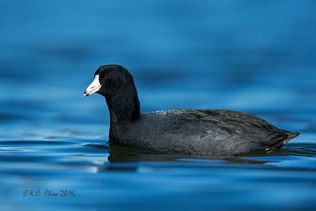 American Coot