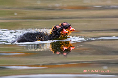 American Coot