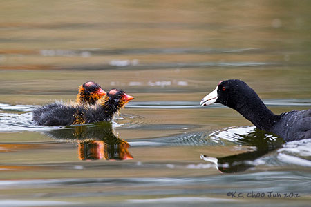 American Coot