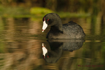 American Coot