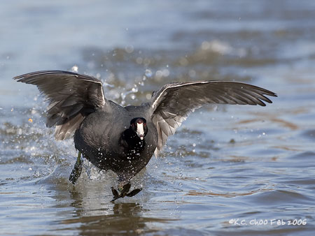 American Coot