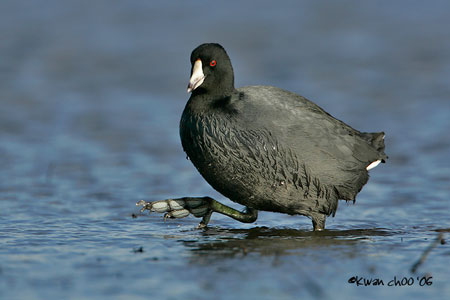 American Coot