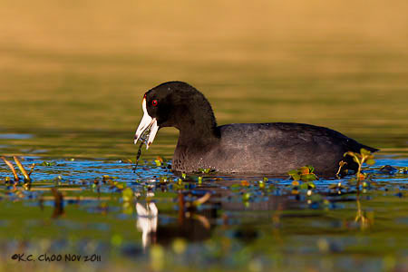 American Coot