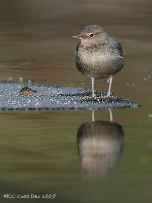 American Dipper