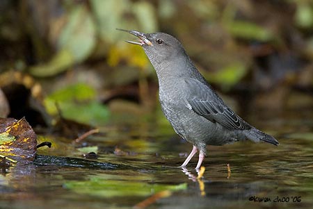 American Dipper