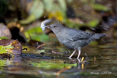 American Dipper