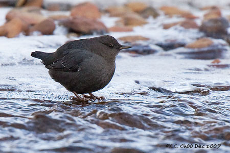 American Dipper