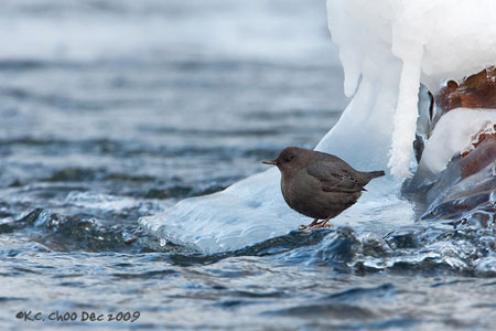 American Dipper