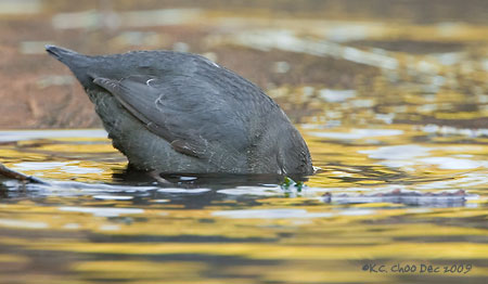 American Dipper