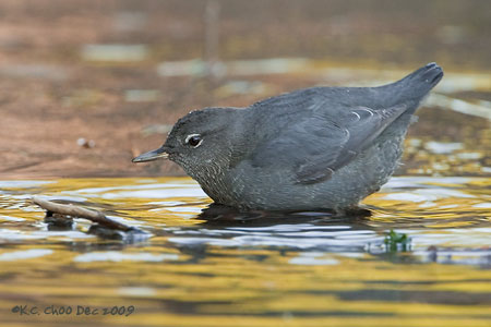 American Dipper