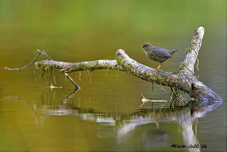 American Dipper