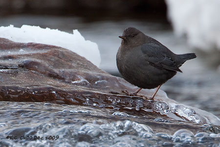 American Dipper