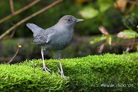 American Dipper