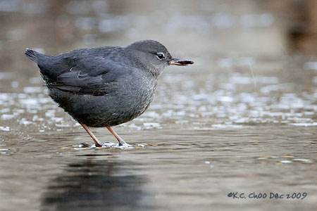 American Dipper