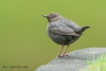 American Dipper