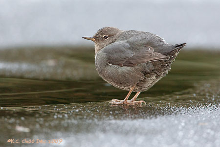 American Dipper