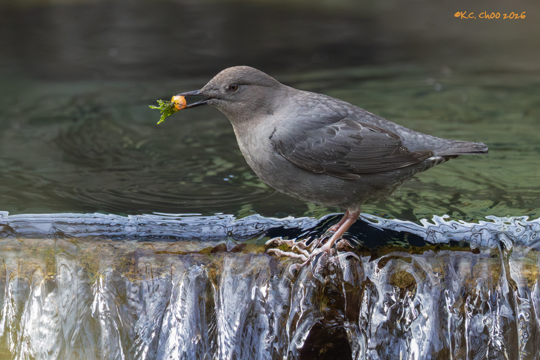 American Dipper