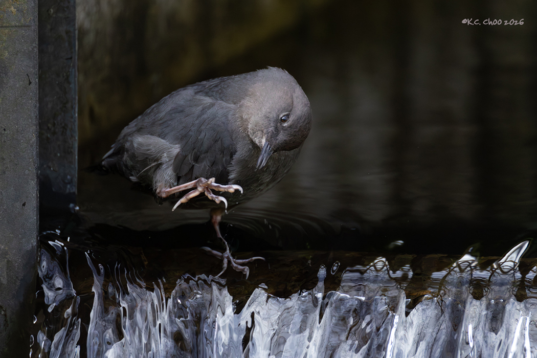 American Dipper