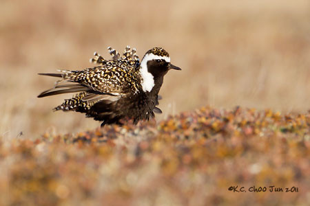 American Golden Plover