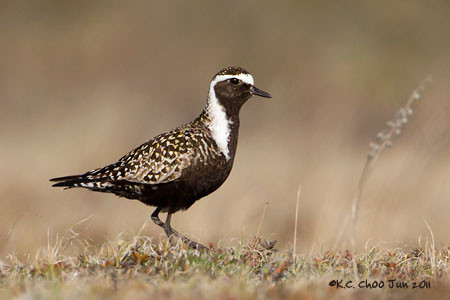 American Golden Plover