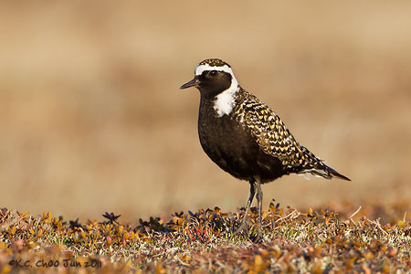 American Golden Plover