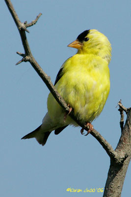 American Goldfinch