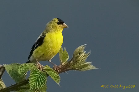 American Goldfinch