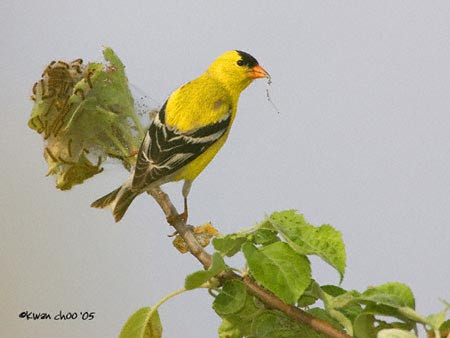 American Goldfinch
