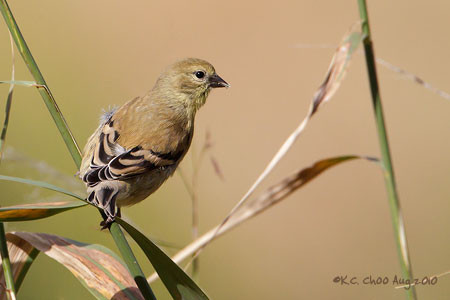 American Goldfinch