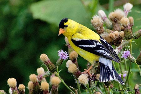 American Goldfinch