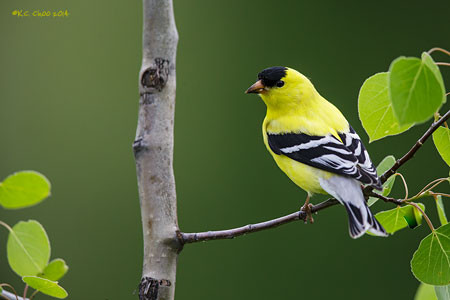 American Goldfinch