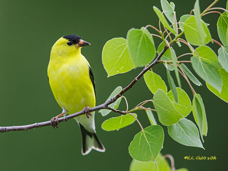 American Goldfinch