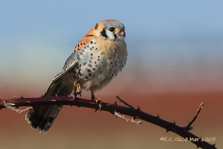 American Kestrel