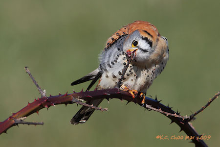 American Kestrel
