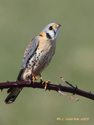 American Kestrel