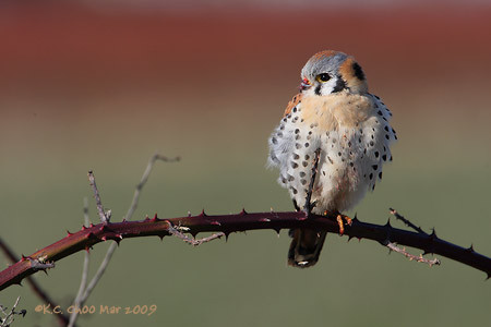 American Kestrel