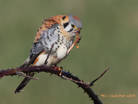 American Kestrel