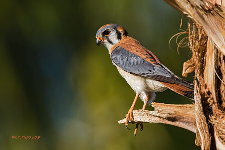 American Kestrel