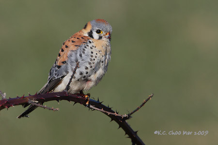 American Kestrel