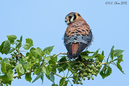 American Kestrel