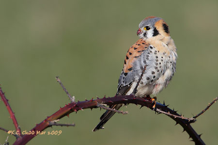 American Kestrel
