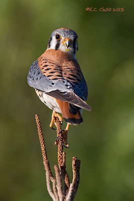 American Kestrel