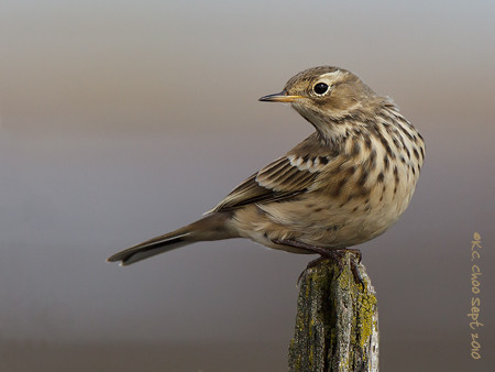 American Pipit