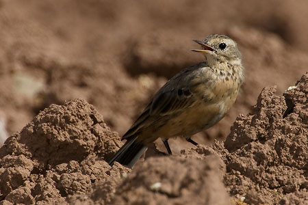 American Pipit