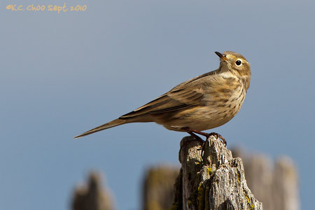 American Pipit