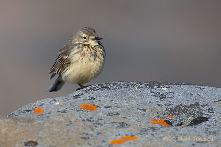 American Pipit