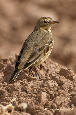 American Pipit