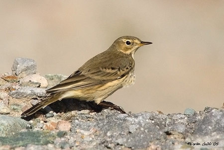 American Pipit