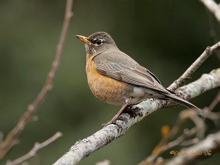 American Robin